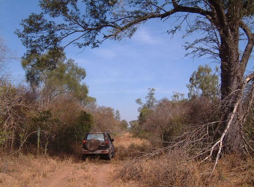File:ParaguayChacoBorealdryseason.JPG - Wikimedia Commons