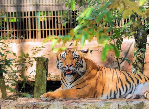 File:Hổ.jpg - Wikimedia Commons