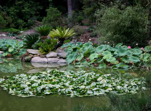 File:Flickr - brewbooks - Japanese Garden, Lotusland.jpg - Wikimedia Commons