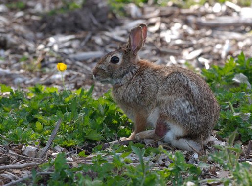 File:Cottontail rabbit at Marymoor Park.jpg - Wikimedia Commons