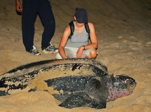File:Flickr - Rainbirder - LEVIATHAN.jpg - Wikipedia