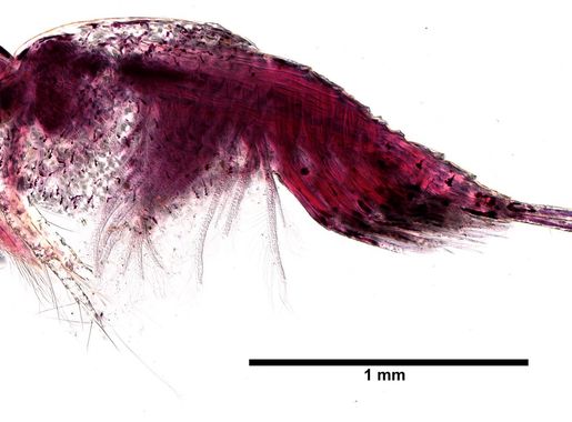 Ficheiro:Paranebalia (YPM IZ 065000).jpeg - Wikipedia, a enciclopedia libre