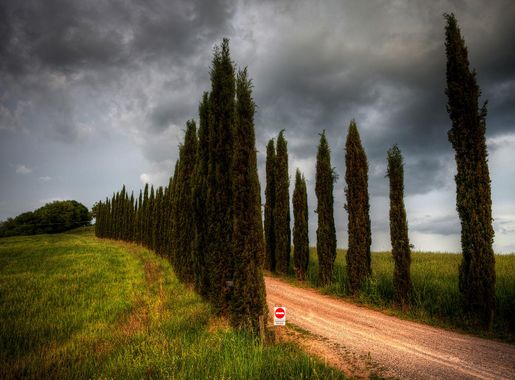 File:Tuscany - Cypress Trees (5698663059).jpg - Wikimedia Commons