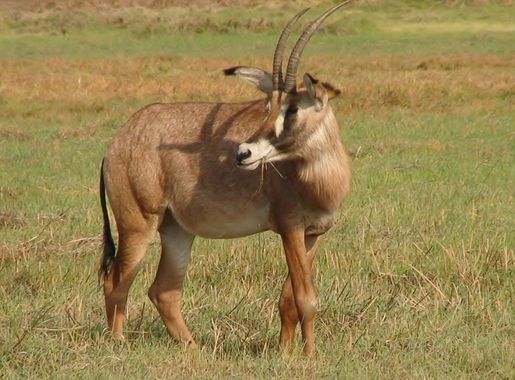 File:Roan Antelope, Kafue National Park, Zambia, Nov 2011.jpg - Wikimedia  Commons