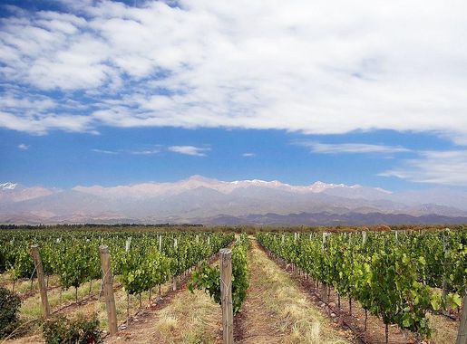 Archivo:Vineyard in Mendoza, Argentina.jpg - Wikipedia, la enciclopedia  libre