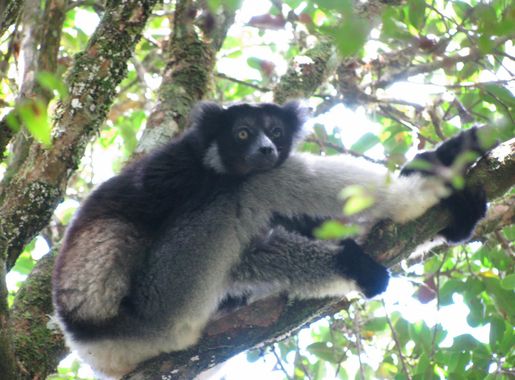 File:Indri Andasibe.JPG - Wikipedia