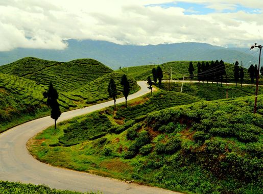File:Tea garden at kanyam ilam.jpg - Wikimedia Commons