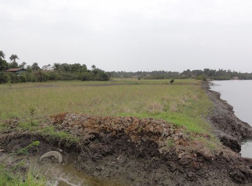 File:Rice fields in the mangroves around Rokupr, Sierra Leone -  panoramio.jpg - Wikimedia Commons