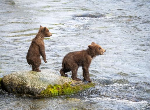 Everything You Want to Know About Katmai National Park's Fat Bears | U.S.  Department of the Interior
