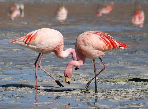 File:Flamingos Laguna Colorada.jpg - Wikipedia