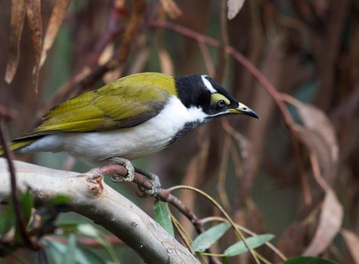 File:Entomyzon cyanotis -Healesville Sanctuary, Victoria, Australia  -juvenile-8a (1).jpg - Wikimedia Commons