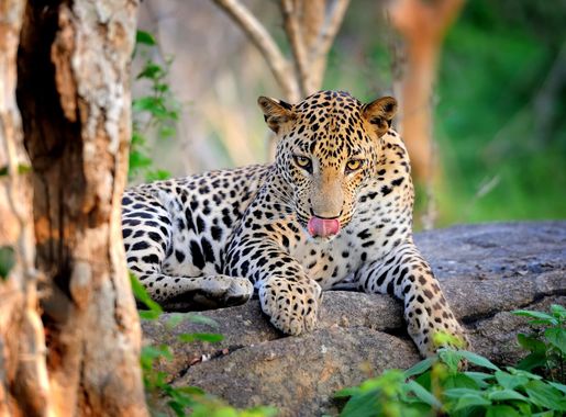 File:Leopard on stone in Yala National Park.jpg - Wikimedia Commons