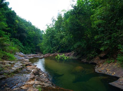 File:Kithulgala rain forest.jpg - Wikimedia Commons