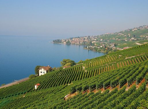 File:Viñedos Cully-Lavaux (4).jpg - Wikimedia Commons