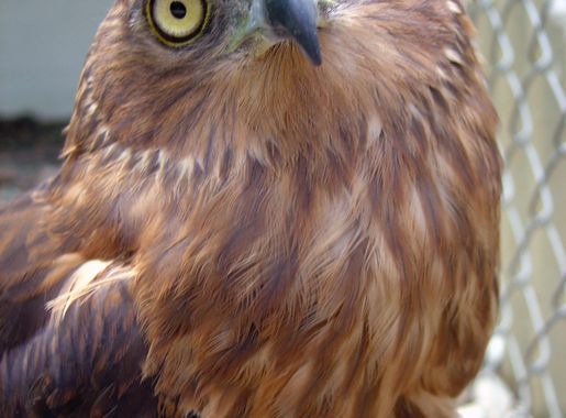 File:Swamp Harrier Circus appproximans.jpg - Wikimedia Commons