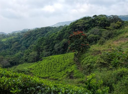 File:20160128 Sri Lanka 4132 Sinharaja Forest Preserve sRGB  (25674474901).jpg - Wikimedia Commons
