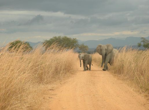 File:Elephants crossing road in Mikumi National Park, Tanzania.jpg -  Wikimedia Commons