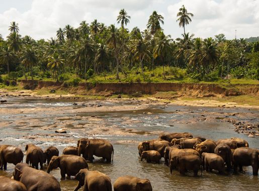 File:Bathing elephants. Udawalawe National Park. Sri Lanka.jpg - Wikimedia  Commons