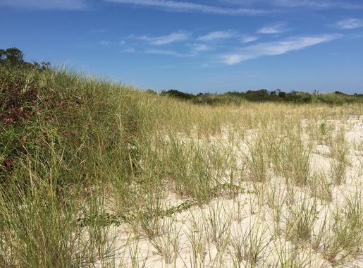 File:2017-09-04 12 25 53 View of the transition zone between sand dunes and
