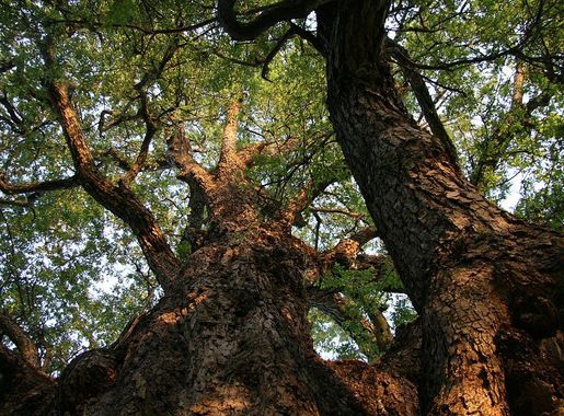 Archivo:Roble (Nothofagus obliqua).JPG - Wikipedia, la enciclopedia libre