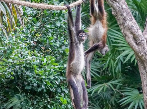 Page 3 | Monkey, Jungle 1080P, 2K, 4K, 5K HD wallpapers free download |  Wallpaper Flare