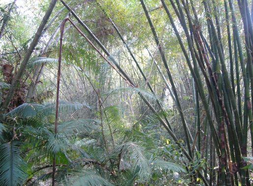 File:Lawachara National Park Srimongol Sylhet Bangladesh 10.JPG - Wikimedia  Commons