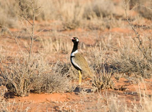 File:Eupodotis afraoides -Kgalagadi Transfrontier Park, South Africa-8  (1).jpg - Wikimedia Commons