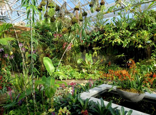 Archivo:Interior view - Marie Selby Botanical Gardens - Sarasota, Florida -  DSC00855.jpg - Wikipedia, la enciclopedia libre