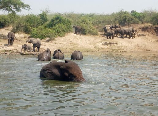 File:Elephants along kazinga channel .jpg - Wikimedia Commons