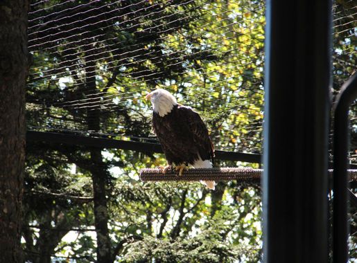 File:Bald Eagle on Grandfather Mountain, Oct 2016.jpg - Wikimedia Commons