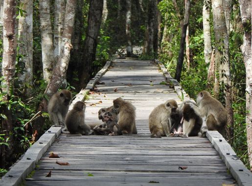 File:MACACA FASCICULARIS TANJUNG PUTING NATIONAL PARK.jpg - Wikimedia  Commons