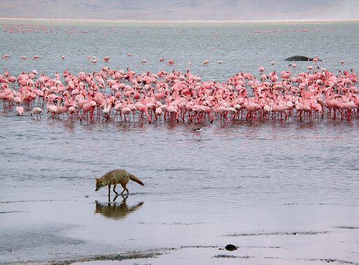 File:Wildlife in Ngorongoro.JPG - Wikimedia Commons