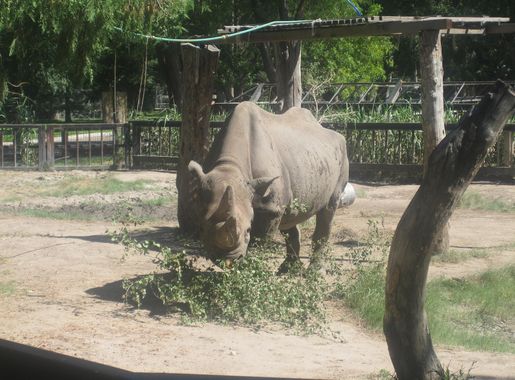 File:Rhinoceros at Lee Richardson Zoo, Garden City, KS IMG 5913.JPG -  Wikimedia Commons