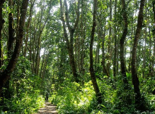 File:(128) - Jozani Chwaka National Park.jpg - Wikipedia