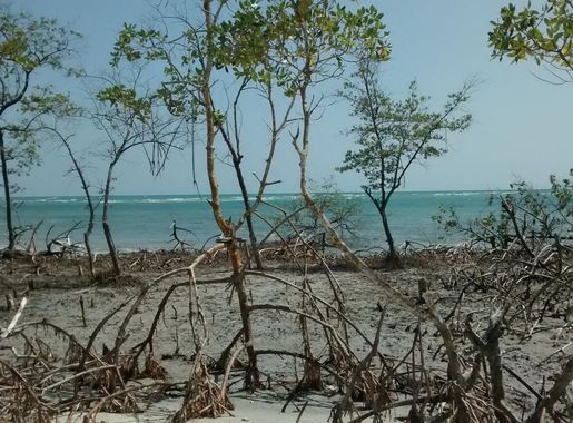 File:Mangue Seco - Jijoca de Jericoacoara.jpg - Wikimedia Commons