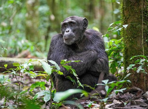 File:013 Alpha male chimpanzee at Kibale forest National Park Photo by  Giles Laurent.jpg - Wikipedia