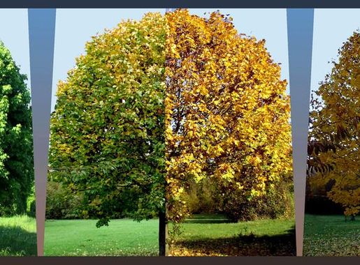 Ahorne – Wikipedia