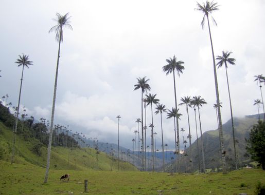 File:Valle de Cocora2.JPG - Wikimedia Commons