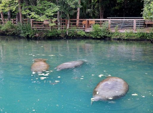 File:Manatees at Ellie Schiller Homosassa Springs Wildlife State Park -  panoramio.jpg - Wikimedia Commons