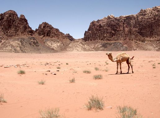 File:Jordan, Wadi Rum Desert, Camel.jpg - Wikimedia Commons