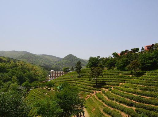 File:Boseong Green Tea Field.jpg - Wikimedia Commons