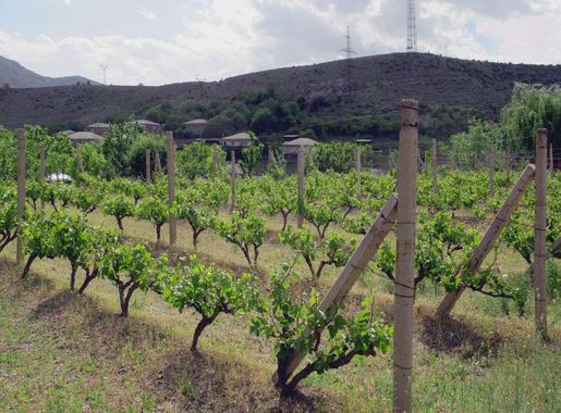 File:Areni Vineyard (37157031570).jpg - Wikimedia Commons