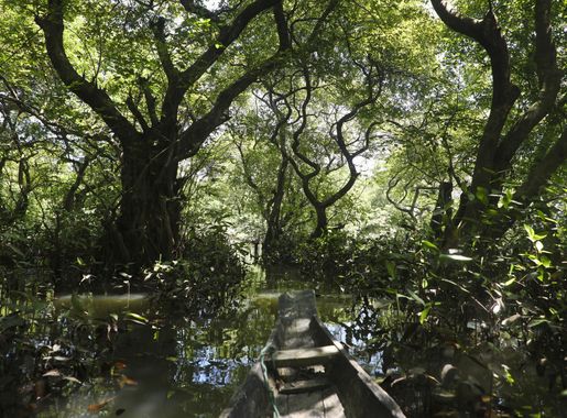 File:Trees of Ratargul Swamp Forest (7990827361).jpg - Wikimedia Commons