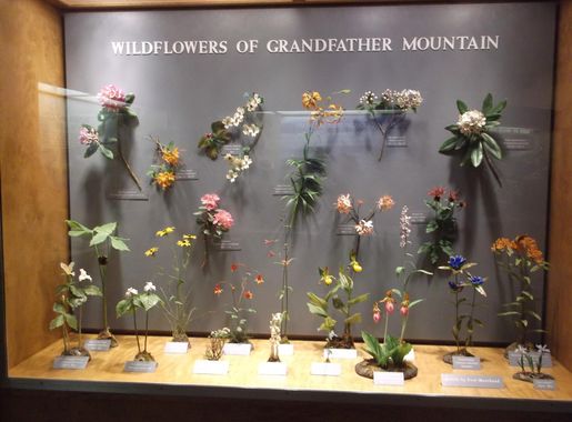 File:Wildflowers of Grandfather Mountain display.jpg - Wikimedia Commons