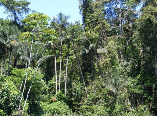 Archivo:Amazonian rainforest.JPG - Wikipedia, la enciclopedia libre