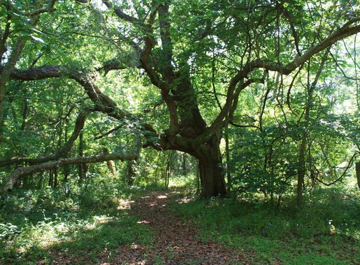 File:Indian Mound Park 06May2010 04.JPG - Wikimedia Commons
