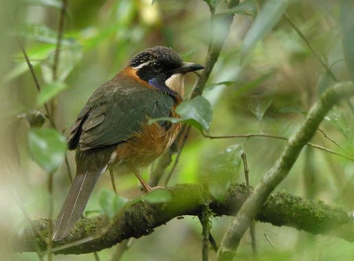 File:Pitta-like Ground-roller, Mantadia, Madagascar.jpg - Wikimedia Commons