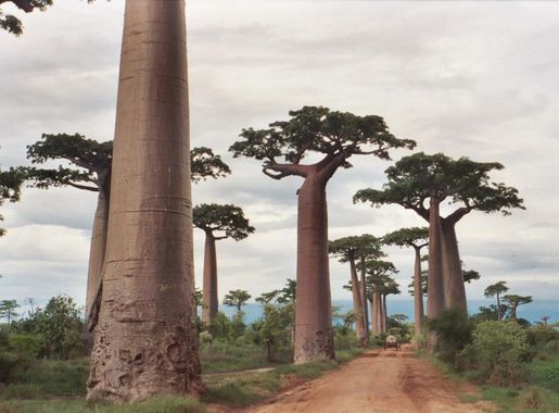 File:Adansonia grandidieri Pat Hooper.jpg - Wikipedia