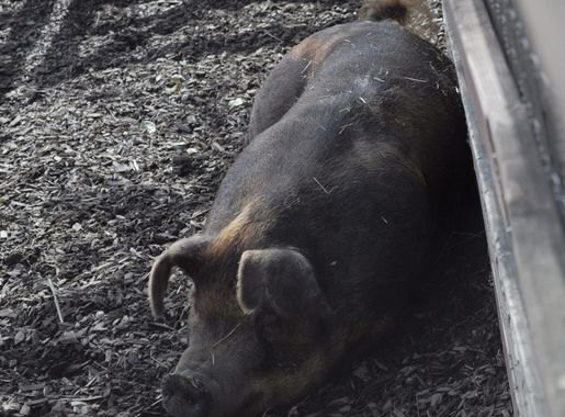 File:Kelsey Creek Farm pig 01.jpg - Wikimedia Commons