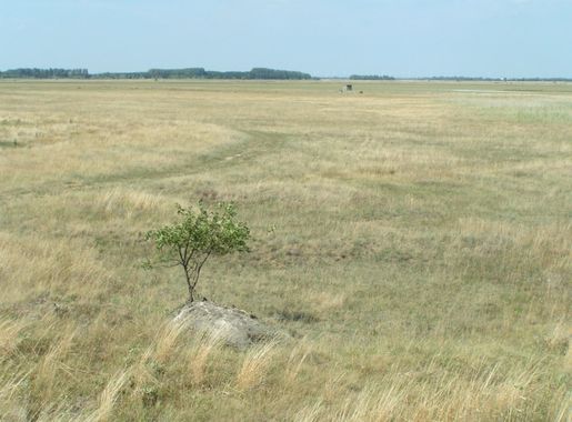 File:Puszta Seewinkel.JPG - Wikimedia Commons